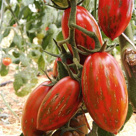 Saatgut Salattomate Donnerkeil Kaufen Kleepura