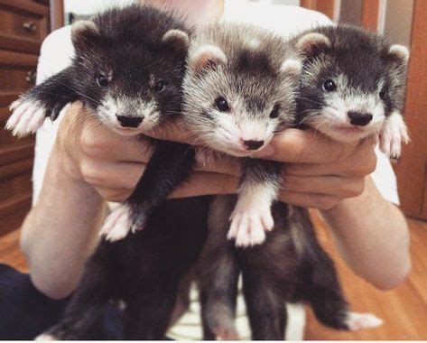 7 Best Ferret colors images in 2020 | Ferret, Cute ferrets, Pet ferret