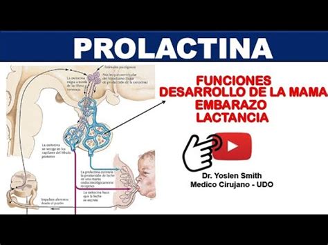 PROLACTINA FUNCIONES FÁCIL Y SENCILLO YouTube