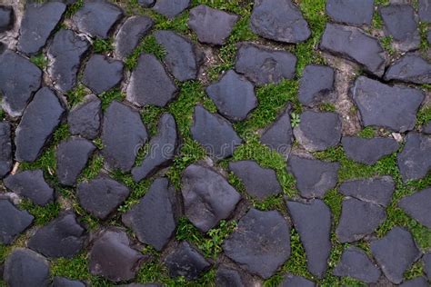 Gray Paving Stones Seams Are Overgrown With Green Moss Stock Image