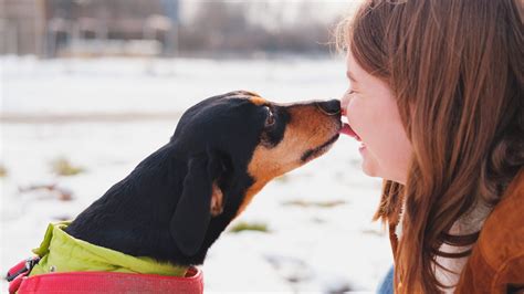 【獣医師執筆】犬が飼い主の手や顔を舐めるのはなぜ？愛犬の気持ちや、やめさせたい時の対処法など Eparkペットライフ