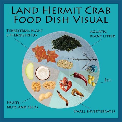 Hermit Crab Care Essential Tips And Habitat