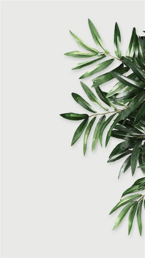 Leafy Minimalism Phone Wallpaper Background In 2024