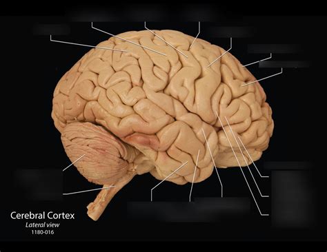 Gross Anatomy Cerebral Hemispheres Lateral View Diagram Quizlet