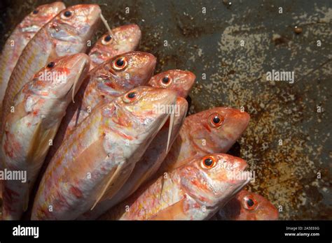 Striped Mullet Hi Res Stock Photography And Images Alamy