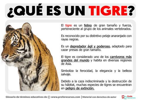 Qué es un Tigre Definición de Tigre