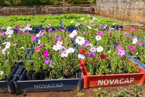 Novacap Vende Mudas De Flores E Arbustos A Menos De R 1 No DF