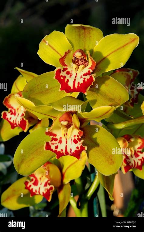 Orchids At Kew Gardens Stock Photo Alamy