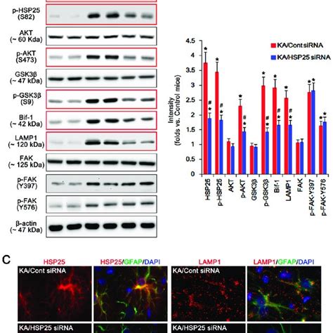 Effects Of Hsp25 Knockdown On Expressions And Phosphorylations Of