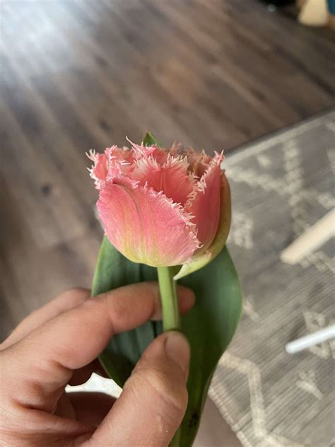 Queensland Tulip By Wild Golden Farm