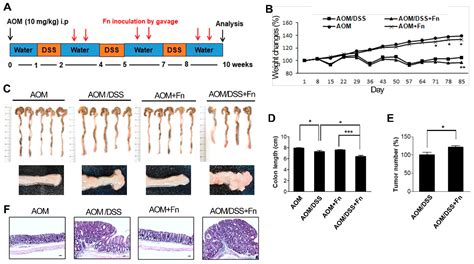 Cancers Free Full Text Fusobacterium Nucleatum Accelerates The