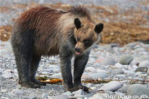 知床半島のヒグマ1 ワイルドライフ Wildlife ～世界の野生動物観察日記～