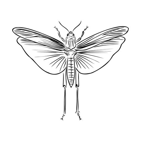 How To Draw Grasshopper Wings