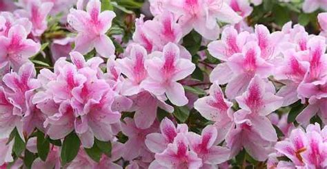 Types of Azaleas: Amazing Varieties of Azaleas (Rhododendron spp.)