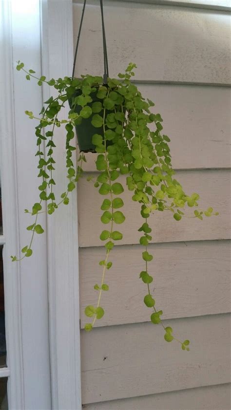 Creeping Jenny Hanging Plant Google Search Hanging Potted Plants