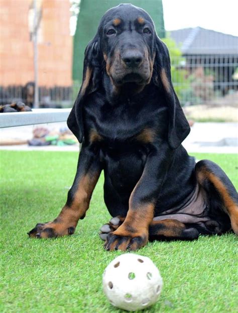 Pin By Becky Krichevsky On Black And Tan Coonhounds Coonhound Black