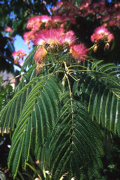 My Mimosa Has Pods Are Those The Seeds For Growing Mimosa Pudica