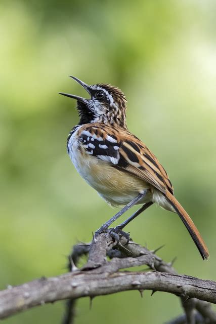 tem farinha aí Myrmorchilus strigilatus WikiAves A Enciclopédia