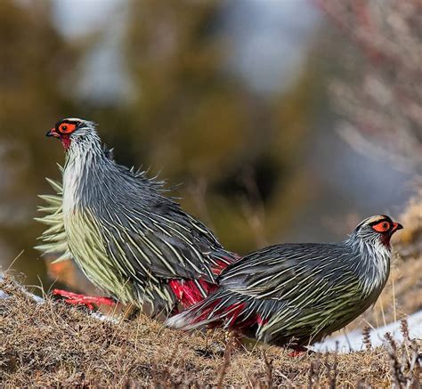 Sikkim Animals Name - Sikkim Wildlife 8 National Parks And Sanctuaries ...