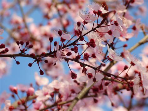 Fotos gratis árbol rama hoja pétalo florecer comida primavera