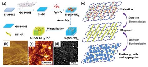 Nanomaterials Free Full Text Biomimetic Hydroxyapatite On Graphene Supports For Biomedical