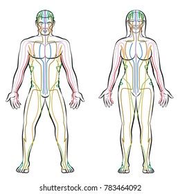 Meridian System Chart Male Body Principal Stock Vector Royalty Free