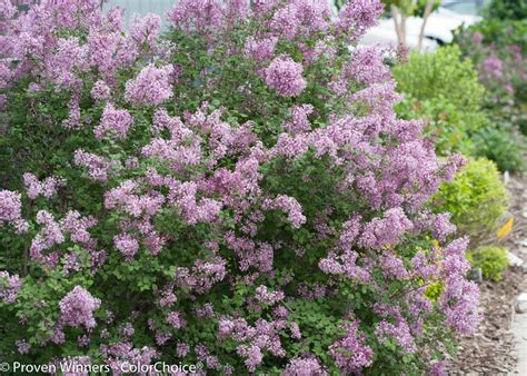 Bloomerang Purple Reblooming Lilac Syringa X Proven Winners