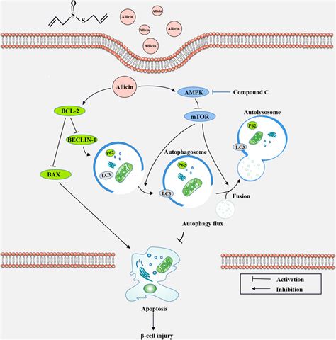 The Protective Roles Of Allicin On Type Diabetes Mellitus Through