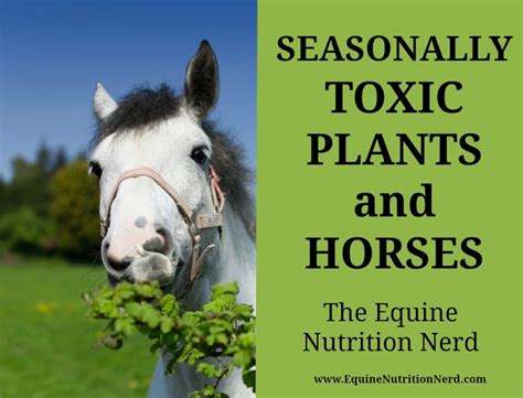 The Equine Nutrition Nerd The Place For Easy To Understand