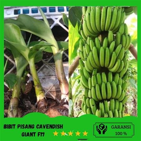 Jual Cuci Gudang Bibit Pisang Cavendish Varietas Giant F Cm Up