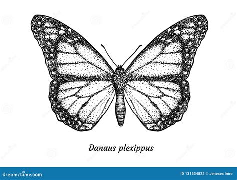 Ejemplo De La Mariposa De Monarca Dibujo Grabado Tinta L Nea Arte