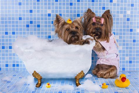 Dog Bath Wallpapers - Wallpaper Cave