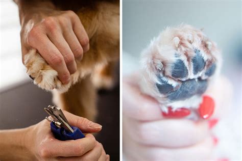 How To Cut Dog Nails Properly Covered By A Vet