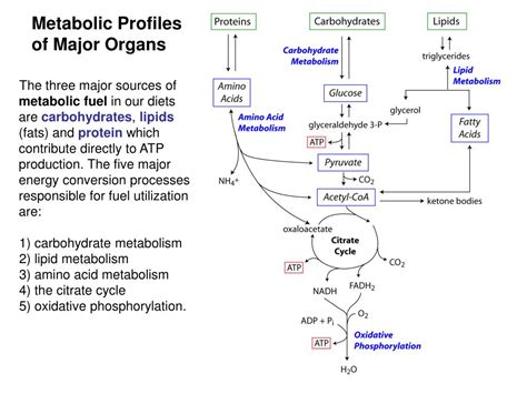 Ppt Metabolic Integration Metabolic Profiles Of Major Organs