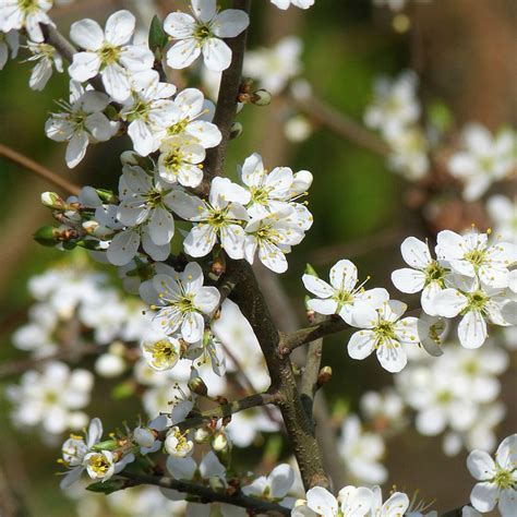 Prunus avium 'Lapins' Cherry - Mid Valley Trees