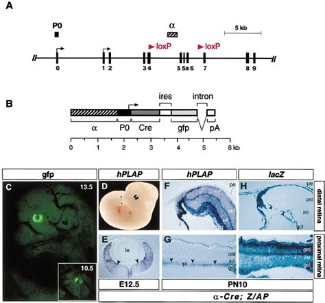 Conditional Inactivation Of The Pax6 Gene In Retinal Progenitor Cells