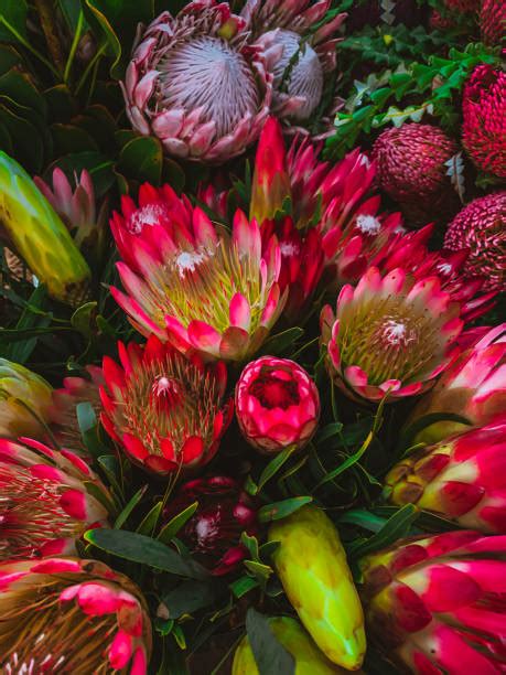 2,700+ Protea Flower Arrangements Stock Photos, Pictures & Royalty-Free Images - iStock