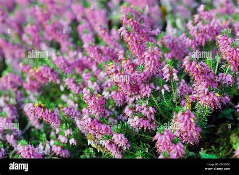 Heather With Purple Flowers Stock Photo Alamy