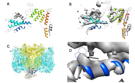 Cryo Em Guided De Novo Protein Fold Elucidation Meiler Lab