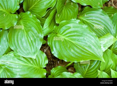 Hosta Invincible Plantain Lily Hostaceae Stock Photo Alamy