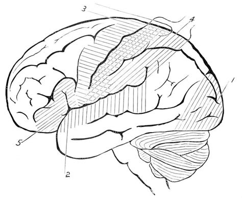 Dibujos De Cerebro Para Colorear Dibujos Onlinecom