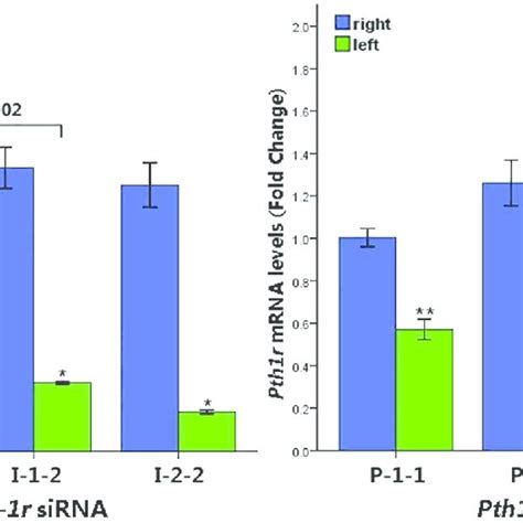 Pth1r And Igf 1r MRNA Expression Levels After SiRNA Transfection The