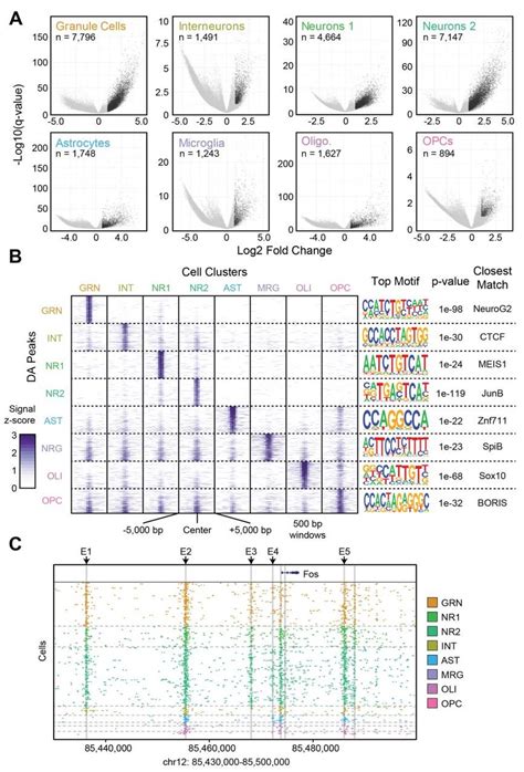 Differential Accessibility Analysis Between Cell Types A Volcano