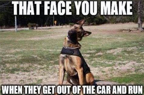 Pin By Lori Otool On K9s And Mwds Dog Jokes Dogs Military Working Dogs