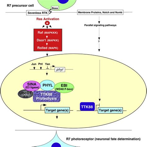 Siah Is A Downstream Gatekeeper In The K Ras Signaling Pathway