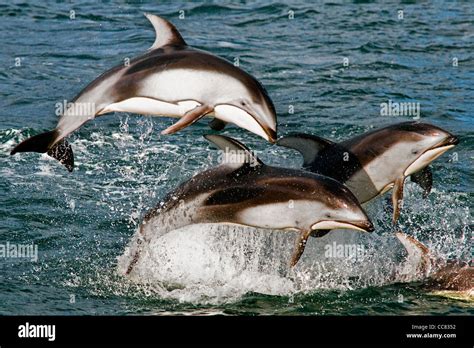 Pacific White Sided Dolphin Underwater