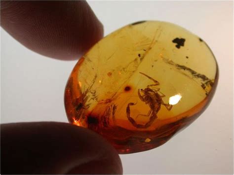 Amber Scorpion In Dominican Amber 25 Million Years Old With Images