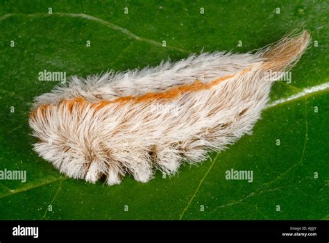 Puss Caterpillar Genus Megalopyge With Toxic Poisonous Spines Stock