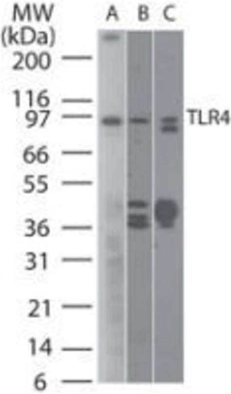 TLR4 Monoclonal Antibody 76B357 1 Invitrogen 100 μg Unconjugated