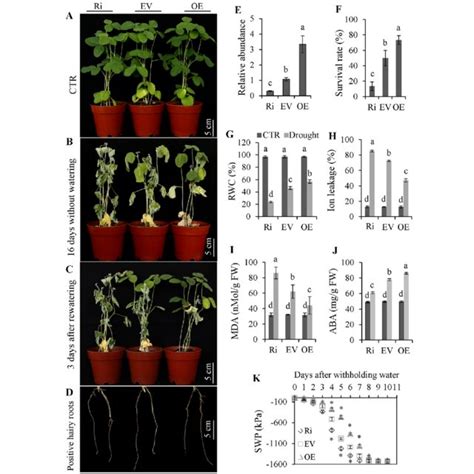 Pdf Overexpression Of Gmnfya5 Confers Drought Tolerance To Transgenic